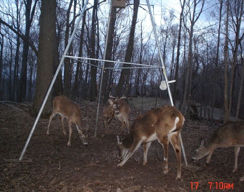 Eight point whitetail buck.